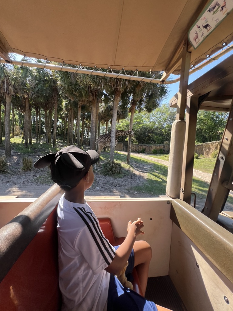 Animal Kingdom Safari